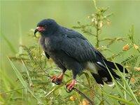 Snail Kite